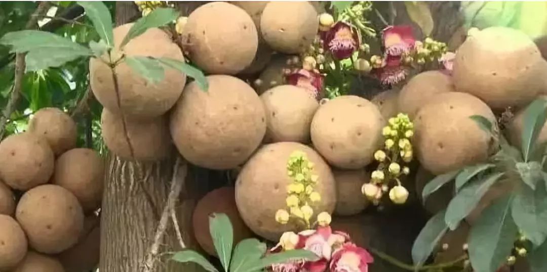 新澳门一码一肖一特一中水果爷爷,精选解释解析落实