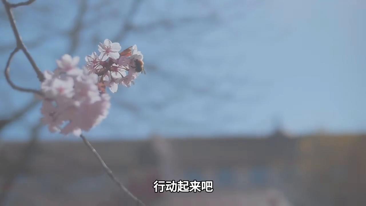四不像正版 正版四不像2023,四不像正版与正版四不像，探索与反思的交汇点（2023年）
